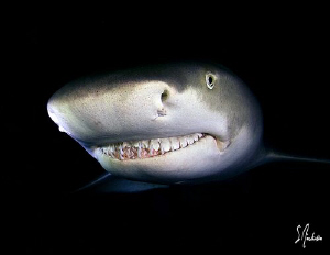 The Lemon Sharks have no worry nor fear at Tiger Beach. T... by Steven Anderson 